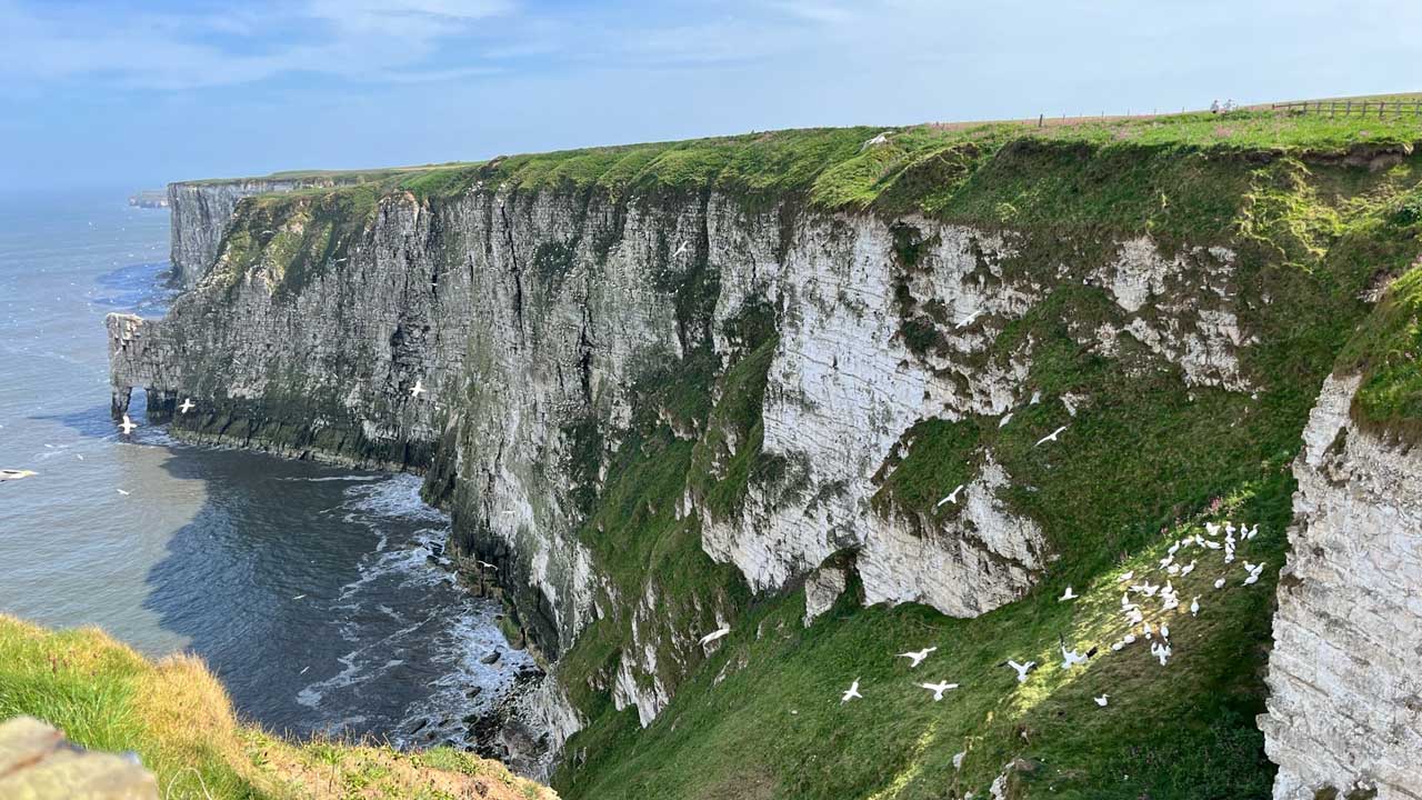 Bempton coastsnap 